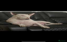 Bull Terrier dogs for sale: English Bull Terrier pups - Image 11