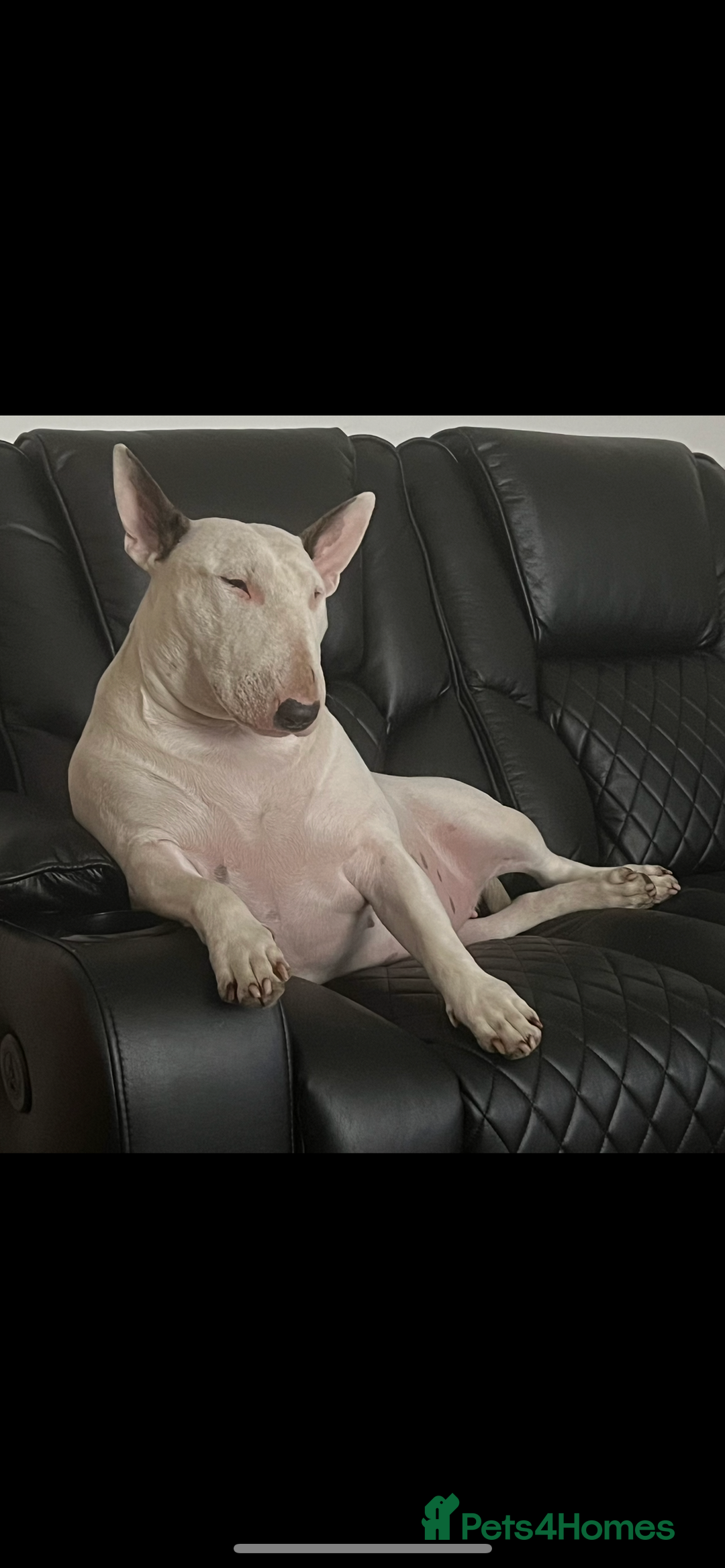 Bull Terrier dogs for sale: English Bull Terrier pups - Image 11