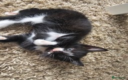 British Shorthair cats for sale: Brittish short hair cross main coon kittens - Image 9