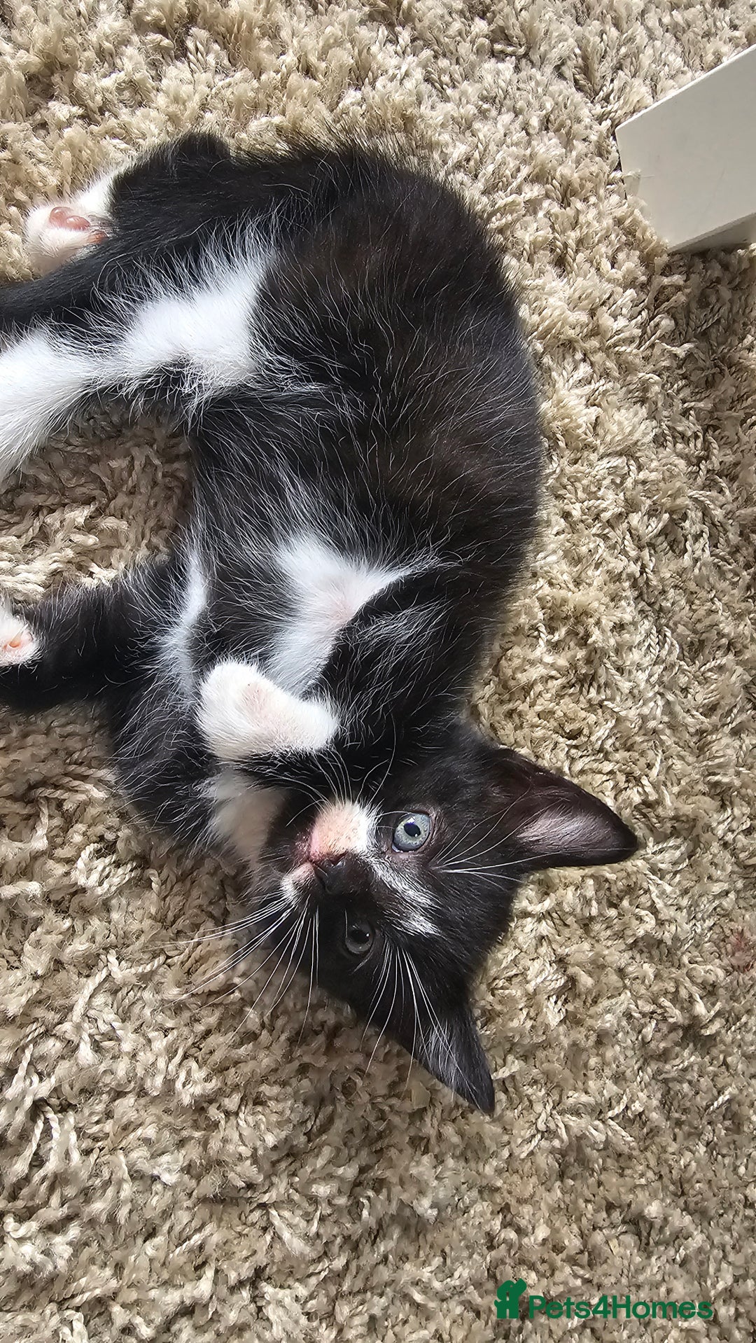 British Shorthair cats for sale: Brittish short hair cross main coon kittens - Image 9