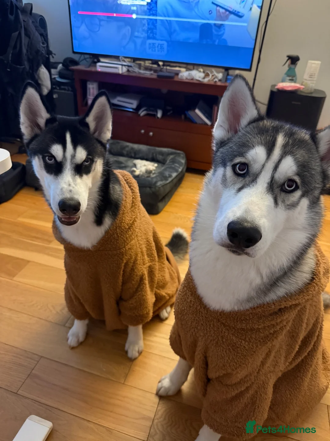 Siberian Husky dogs for stud: 🐾Handsome Blue-Eyed Siberian Husky Stud🤍 in Glasgow - Advert 2