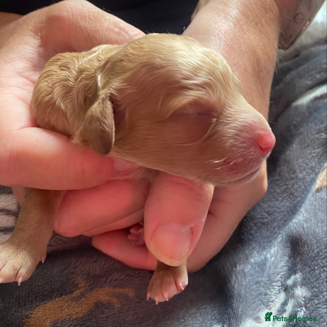 Cockapoo dogs for sale: Cockapoo puppies born 21/7/25 in Malvern - Image 10