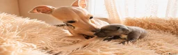 Italian Greyhound dogs for sale: 1 BOY LEFT Italian Greyhound Puppies - Advert 18