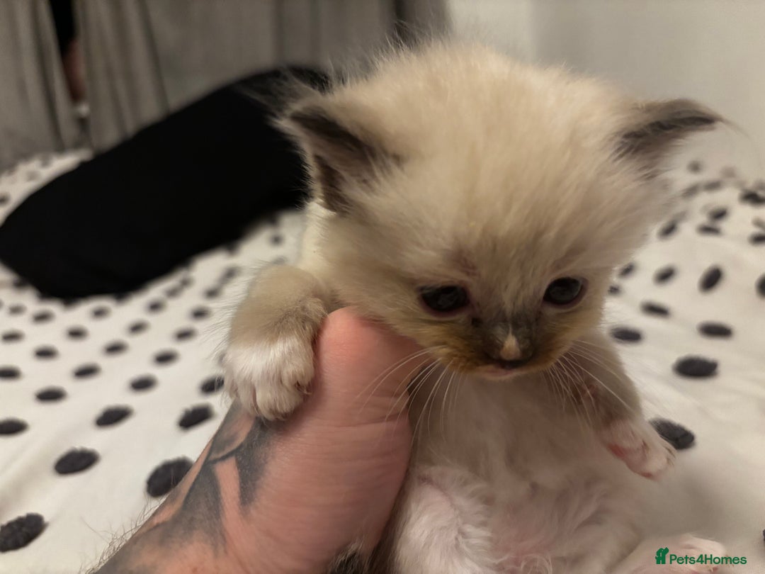 Ragdoll cats for sale: Ragdoll kittens  - Image 25