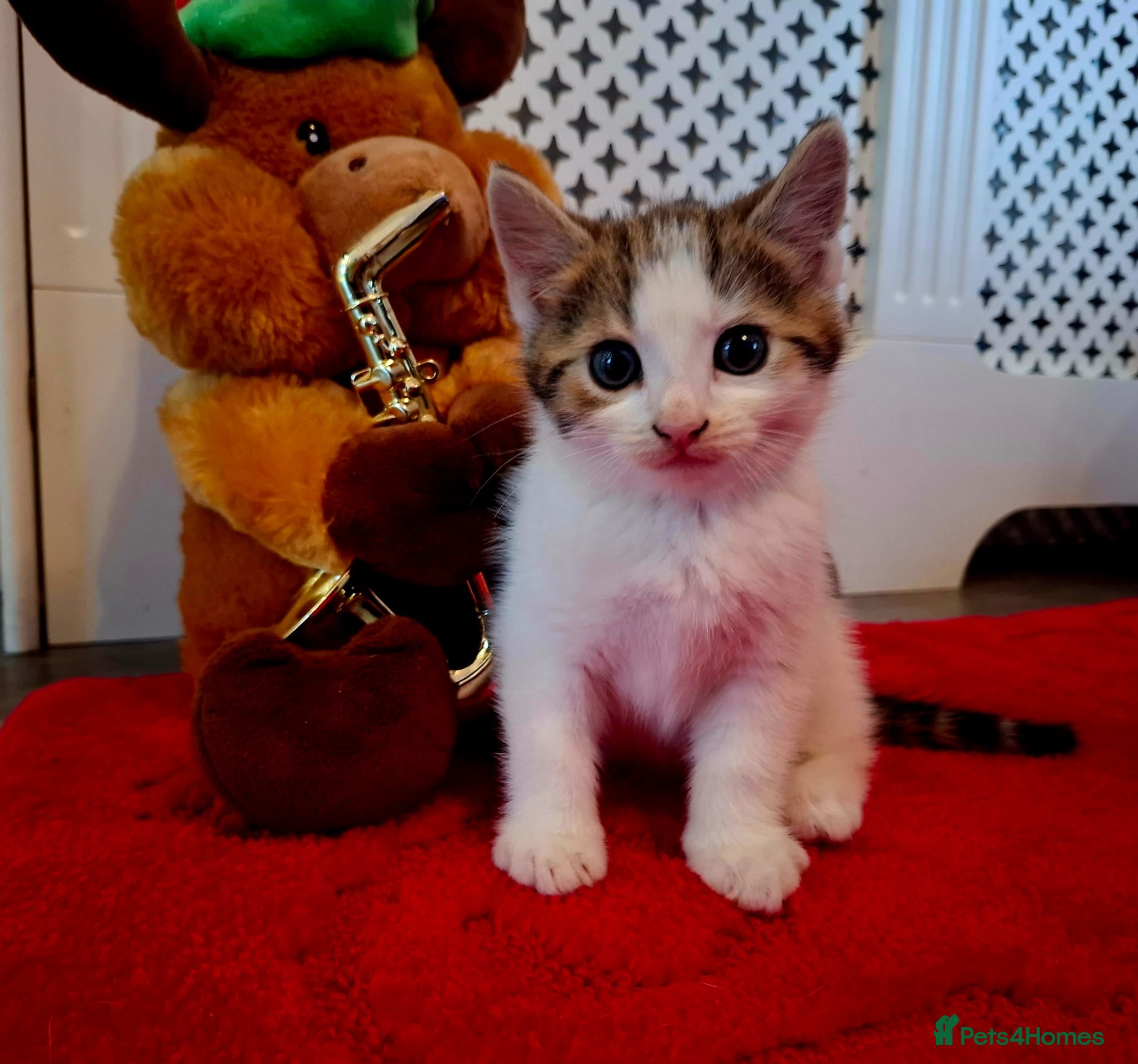 Mixed Breed cats Boy kitten - Advert 16