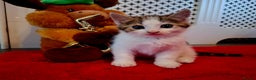 Mixed Breed cats for sale: Boy kitten - Advert 1