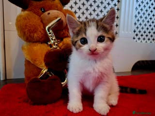 Mixed Breed cats Boy kitten - Advert 20