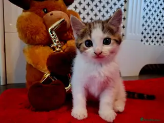 Mixed Breed cats Boy kitten - Advert 16