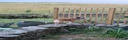 Mixed Breed dogs for adoption: 💜🐾 Shelby isn't asking for much.  in Newcastle upon Tyne - Advert 2