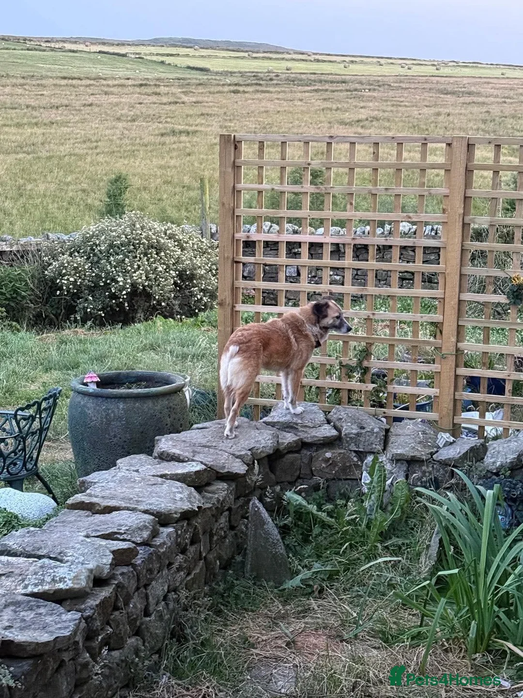 Mixed Breed dogs for adoption: 💜🐾 Shelby isn't asking for much.  in Newcastle upon Tyne - Advert 2