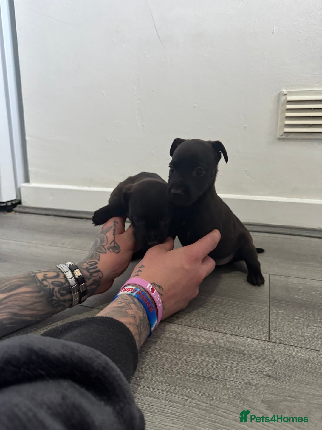 Patterdale Terrier dogs for sale: Patterdale Puppies 2 - Advert 8