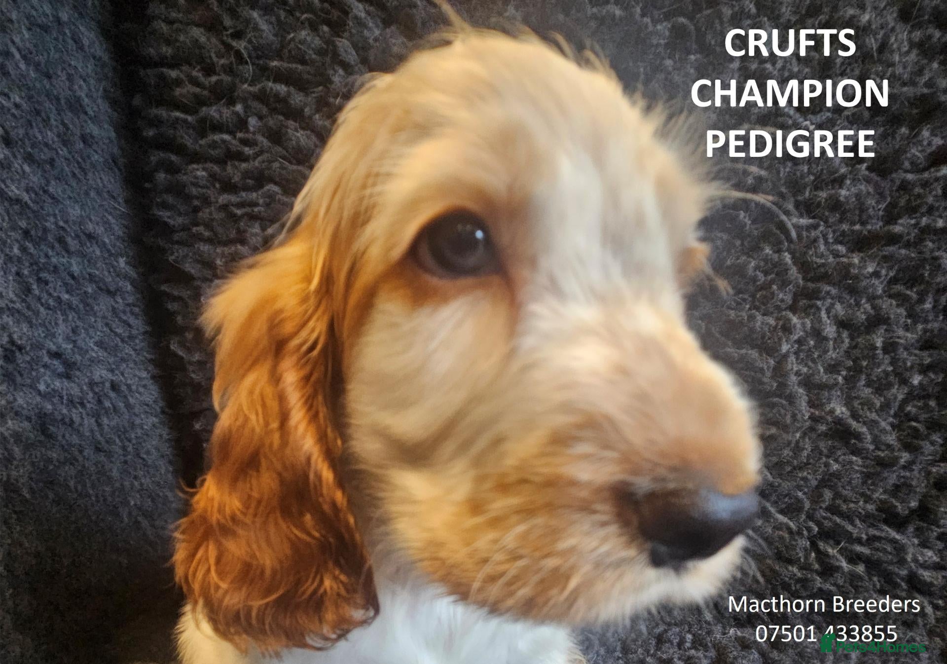 Cocker Spaniel dogs KC Reg, Vet Checked Show Cockers - Advert 18