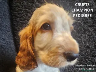 Cocker Spaniel dogs KC Reg, Vet Checked Show Cockers - Advert 18