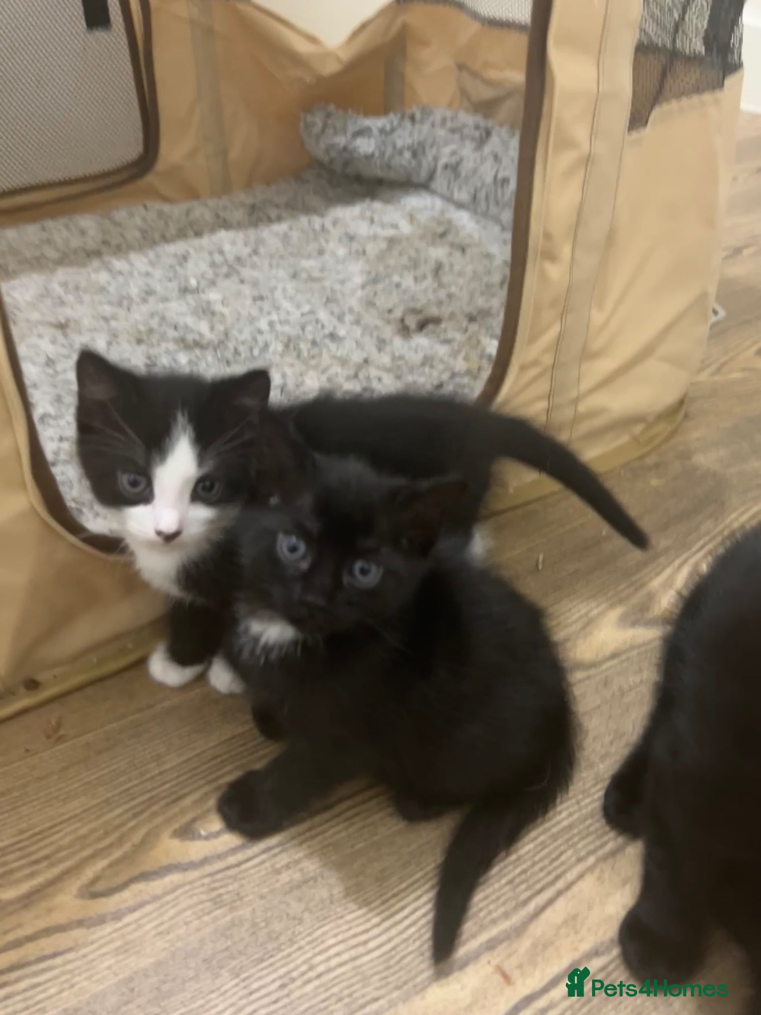 Domestic Shorthair cats Kittens looking for their new home💕 - Advert 5