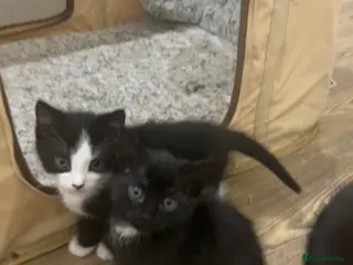 Domestic Shorthair cats Kittens looking for their new home💕 - Advert 5