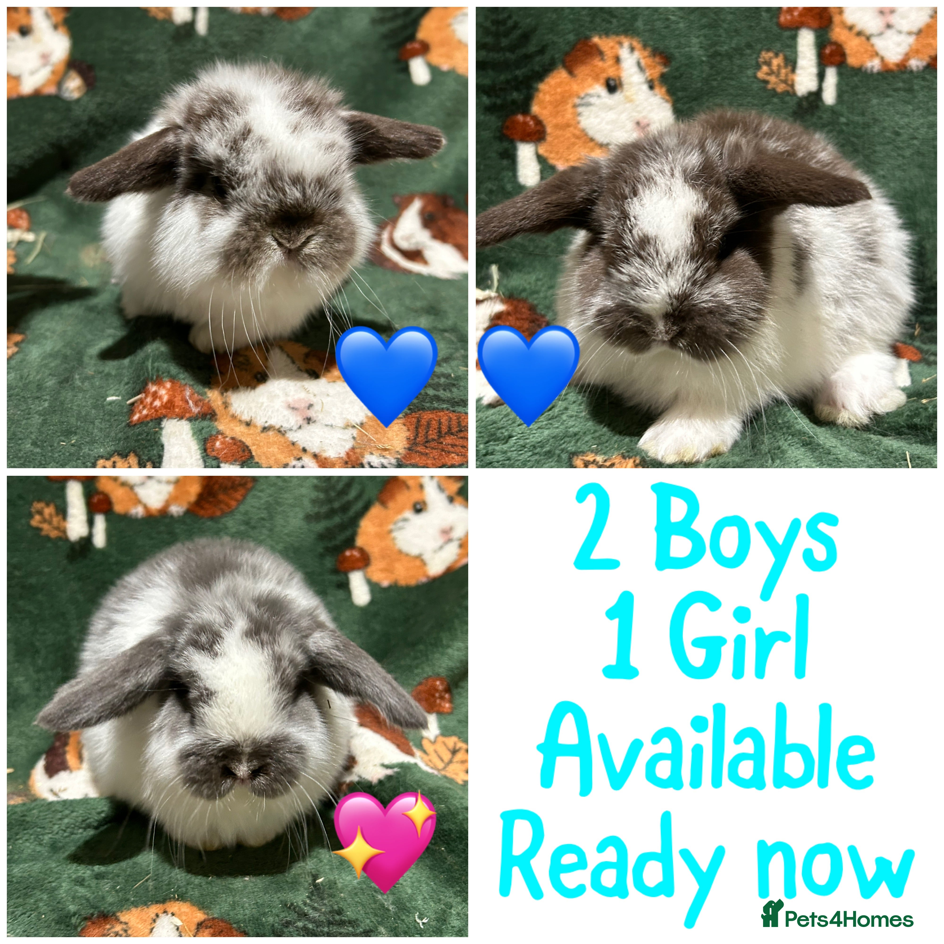 Mini Lop rabbits Beautiful Baby Mini Lops  - Advert 1