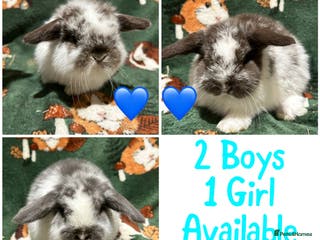 Mini Lop rabbits Beautiful Baby Mini Lops - Advert 3