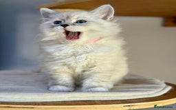 Siberian cats for sale: Only one Champion line girl available 🥰🥰 - Image 4