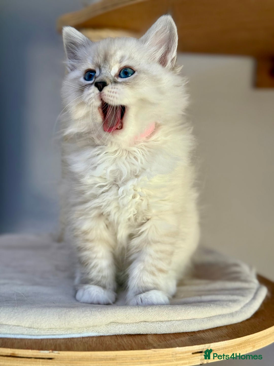 Siberian cats for sale: Only one Champion line girl available 🥰🥰 - Image 4
