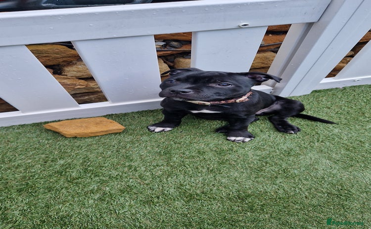 Staffordshire Bull Terrier dogs - Advert 1