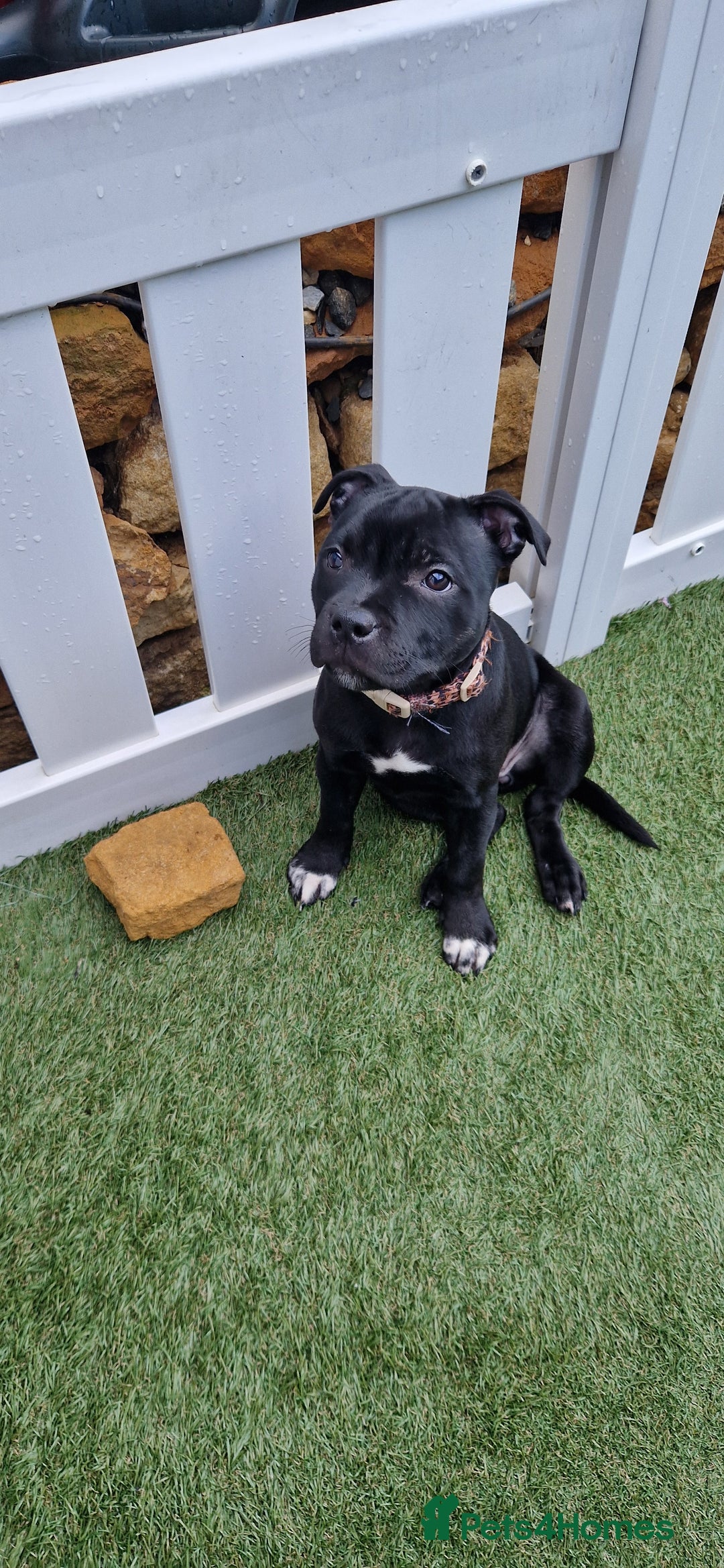 Staffordshire Bull Terrier dogs for sale: Black Female Staffordshire Bull Terrier - Image 1