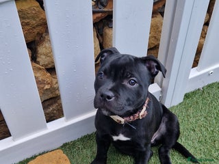 Staffordshire Bull Terrier dogs for sale - Advert 1