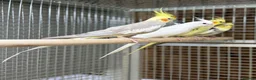 Cockatiels birds for sale: Cocktails  - Advert 3