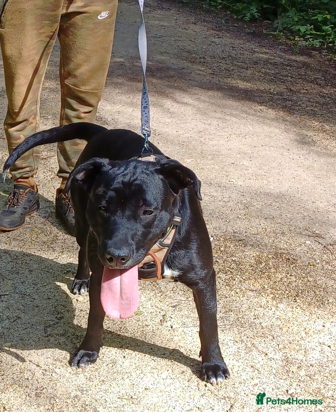 Mixed Breed dogs for adoption: SHEAMUS - a handsome boy for an experienced Owner - Image 8