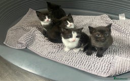 Mixed Breed cats for sale: Kittens - Image 7