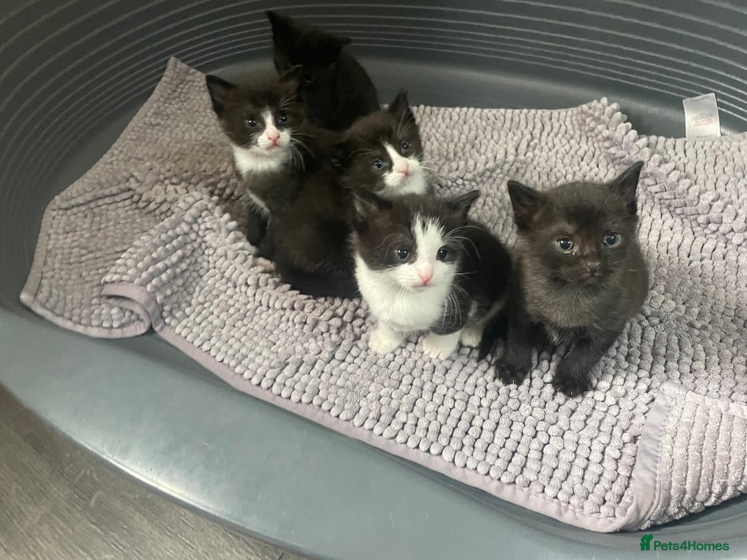 Mixed Breed cats for sale: Kittens - Image 7