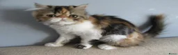 Persian cats for sale: Fantastic Female Persian kitten ready now - Advert 2