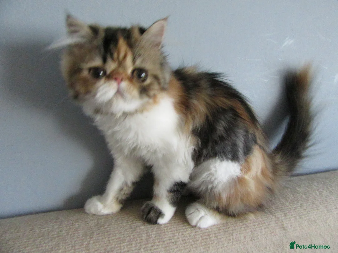 Persian cats for sale: Fantastic Female Persian kitten ready now - Advert 2