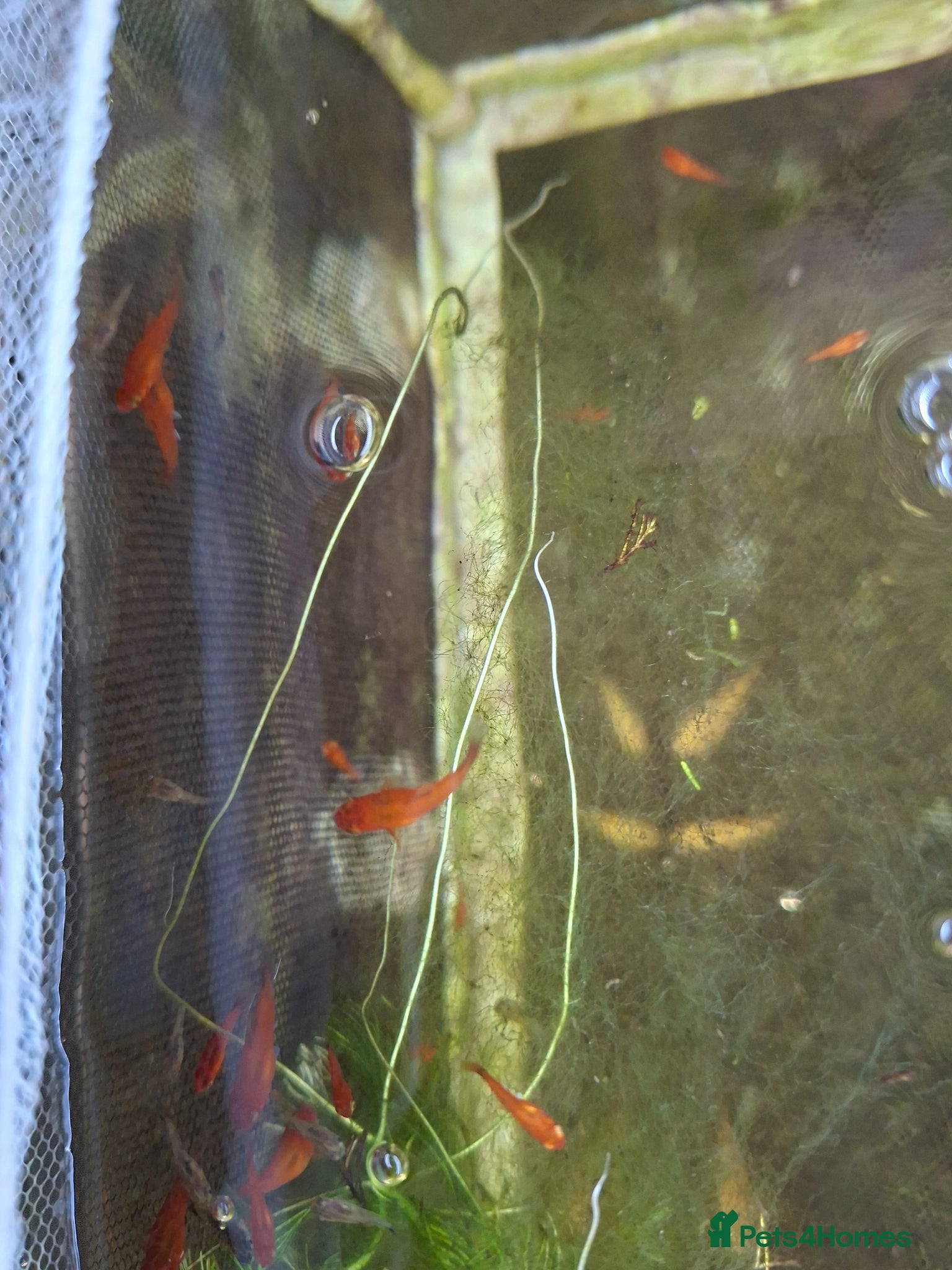 Platies fish Platy fry - Advert 11
