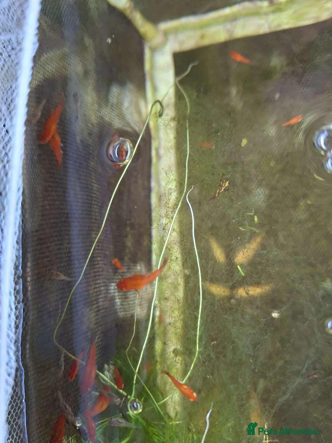 Platies fish for sale: Platy fry in Kettering - Advert 1