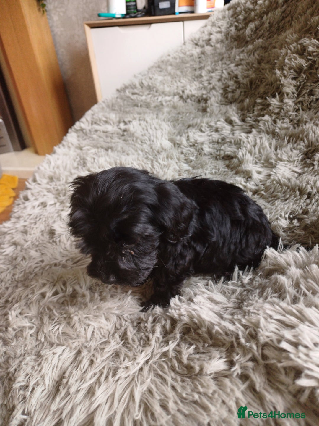 Cockapoo dogs for sale: COCKAPOOS F1b ready to go - Image 14