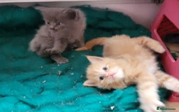 Maine Coon cats for sale: Maine Coon cross kittens - Image 6