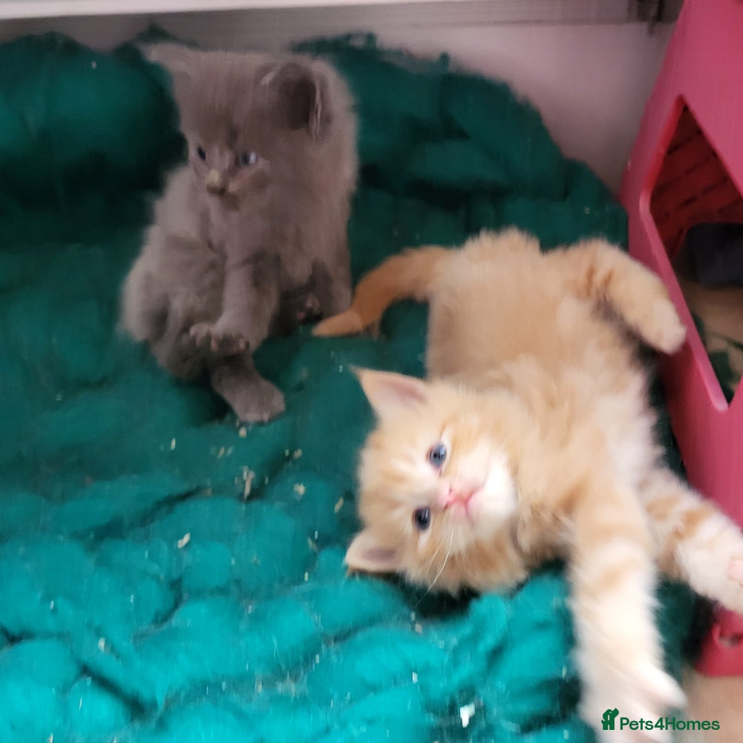 Maine Coon cats for sale: Maine Coon cross kittens - Image 6