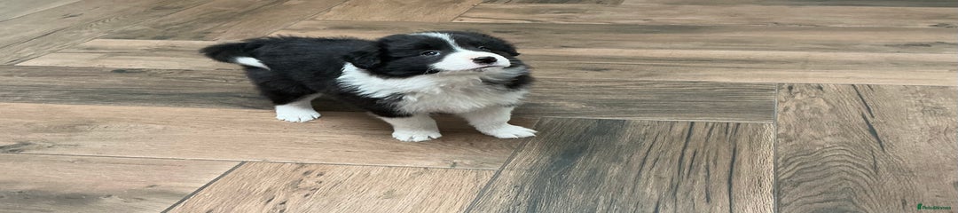 Border Collie Puppy 3
