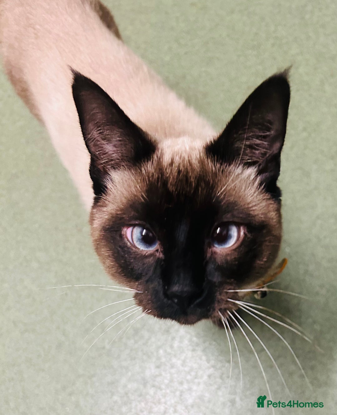 Mixed Breed cats for sale: Musa  - Advert 1