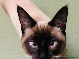 Mixed Breed cats Musa - Advert 2