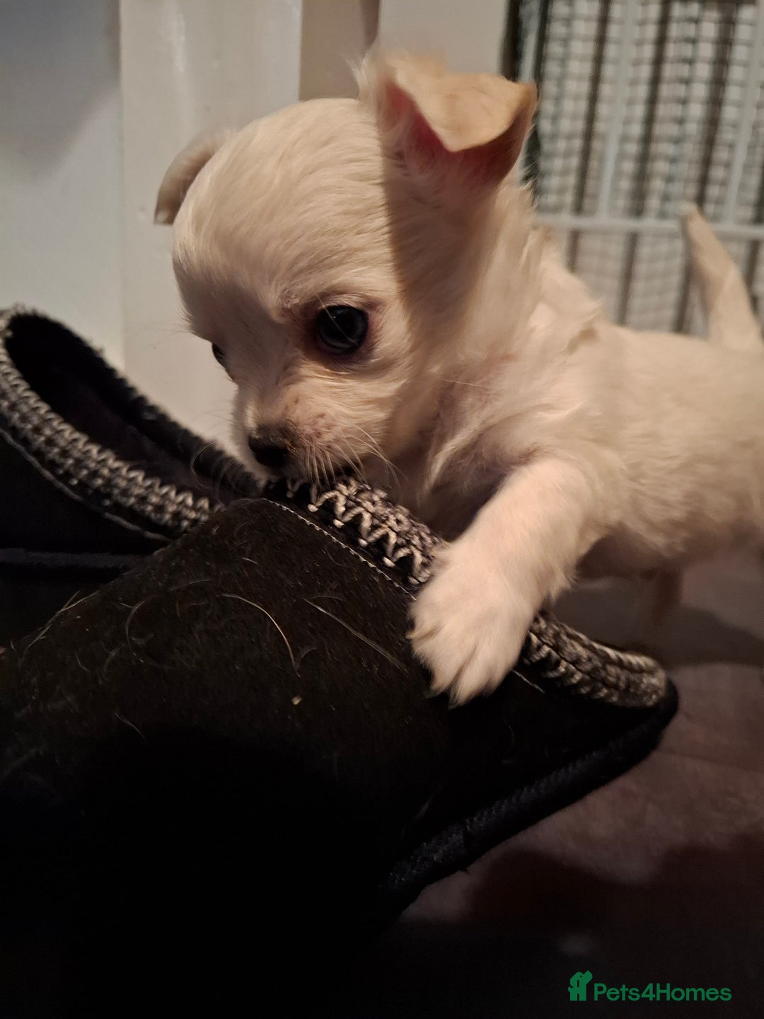 Chihuahua dogs for sale: Gorgeous Chihuahua puppies ❤️👑❤️ Bristol  - Advert 17