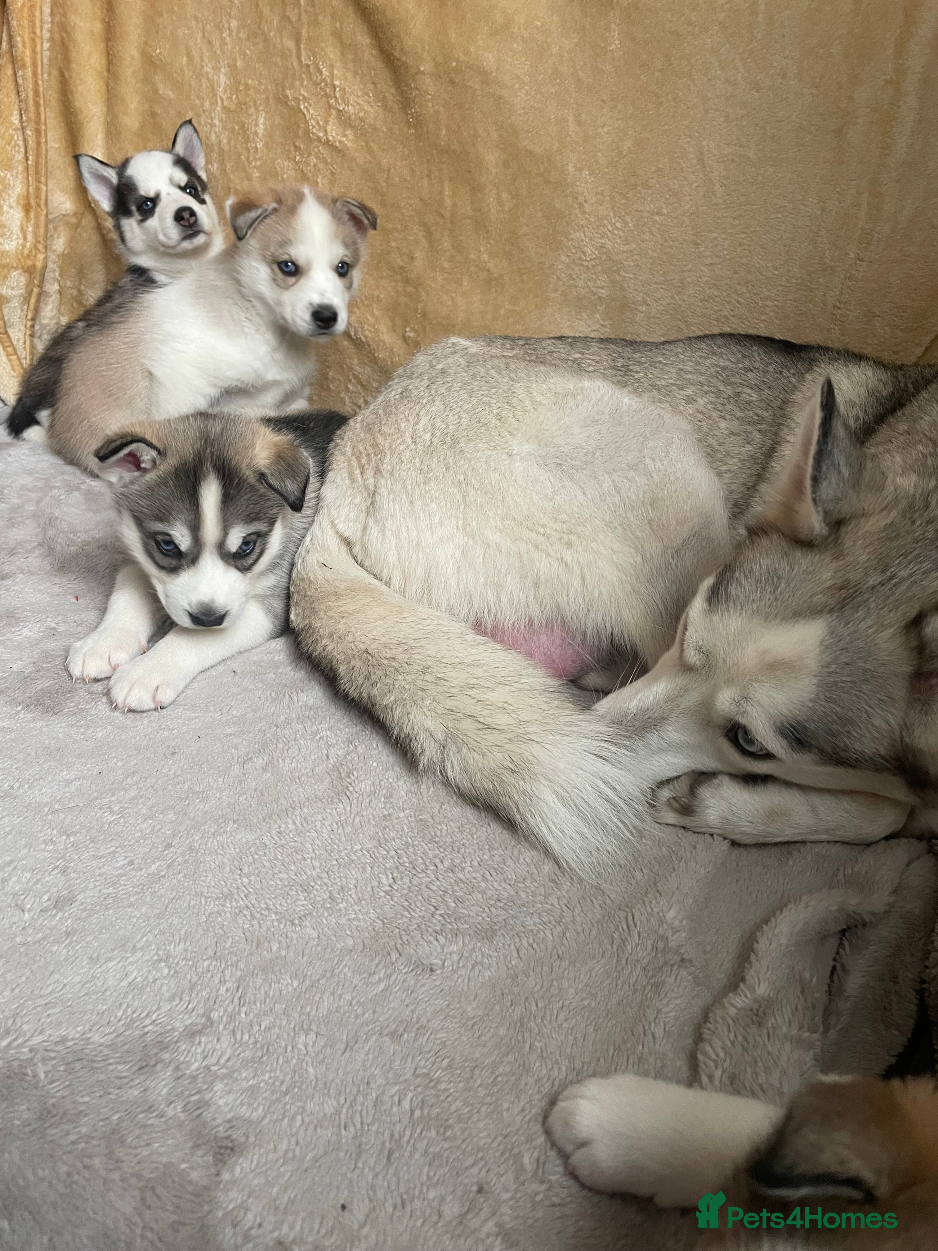 Siberian Husky dogs Siberian Husky Puppies  - Advert 10