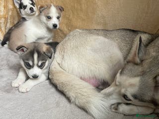 Siberian Husky dogs Siberian Husky Puppies - Advert 10