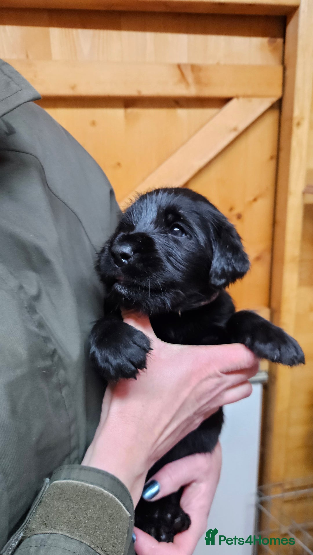 Labrador Retriever dogs for sale: Black labrador x gwp puppies working or pet homes - Advert 21