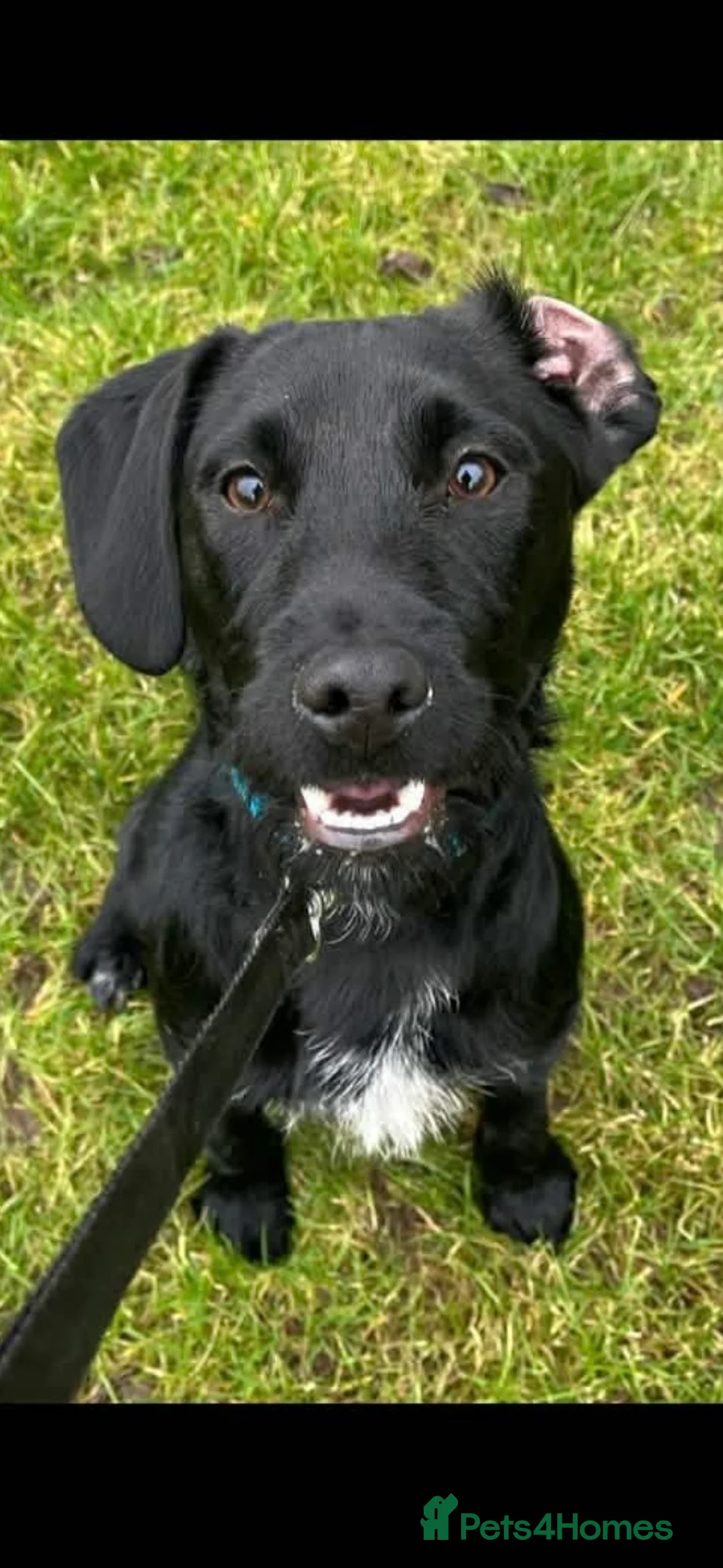 Mixed Breed dogs for sale: Patterdale cross  - Advert 2