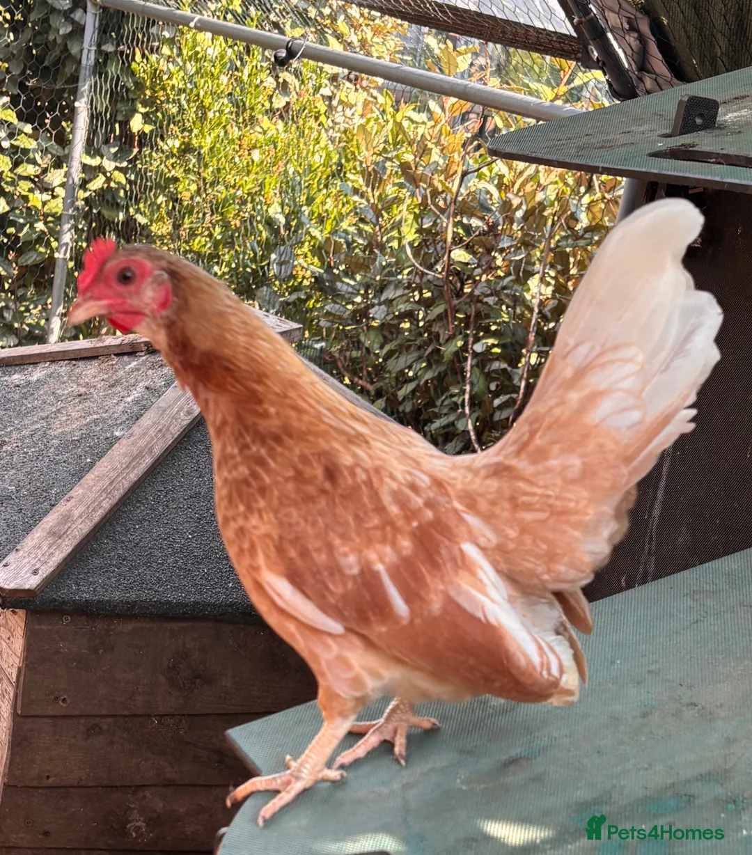 Chickens poultry for sale: Serama Hens Pullets coming into lay  - Advert 1