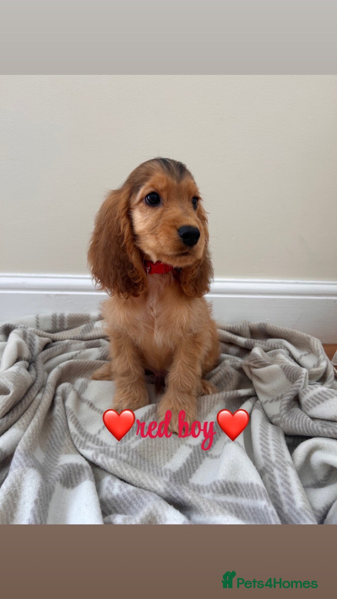 Cocker Spaniel dogs KC Registered Show Type Cocker Spaniel Puppies - Advert 6