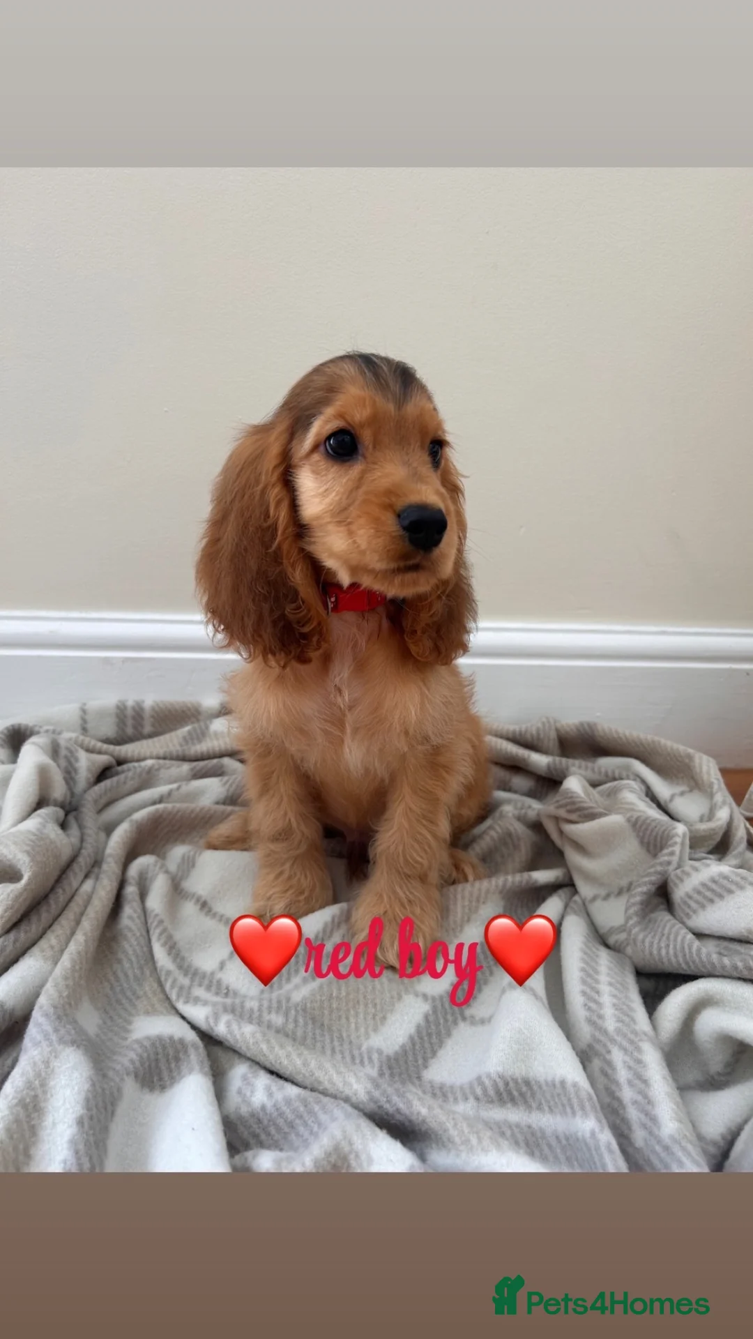 Cocker Spaniel dogs for sale: KC Registered Show Type Cocker Spaniel Puppies - Advert 1