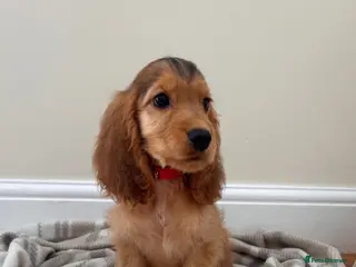 Cocker Spaniel dogs KC Registered Show Type Cocker Spaniel Puppies - Advert 6
