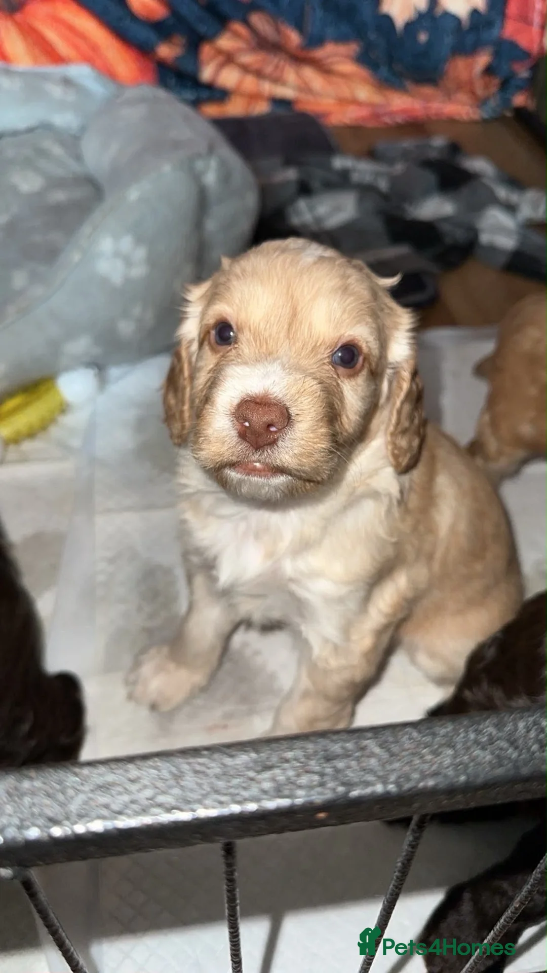 Cockapoo dogs for sale: MALE COCKAPOOS FOR SALE  - Advert 14